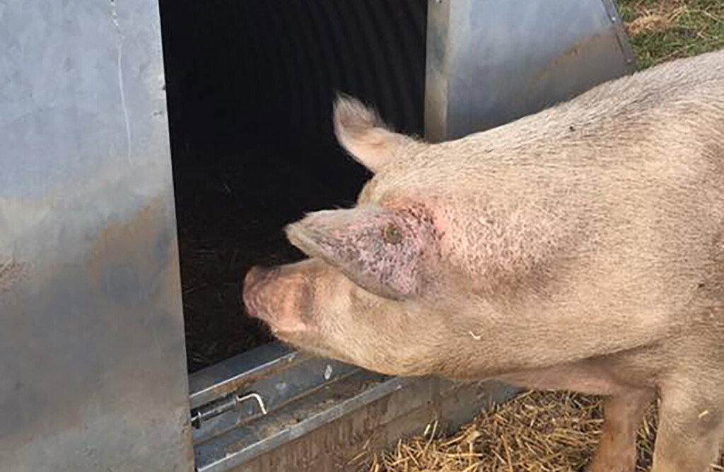 Schweinehütte Rundbogen 5,6 m², komplett isoliert, für Außenhaltung
