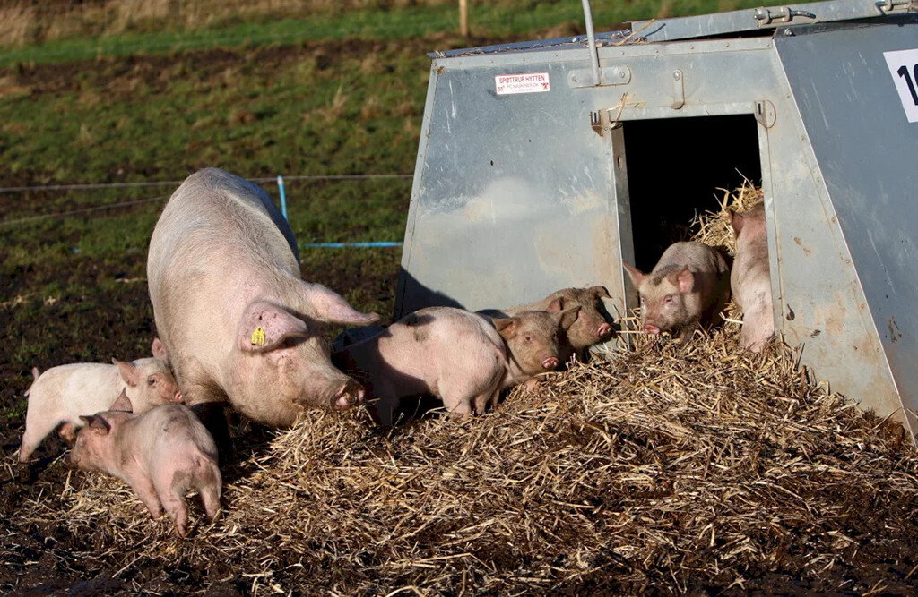 Schweinehütte A-Modell 4,6 m², gedämmt, für Freilandhaltung