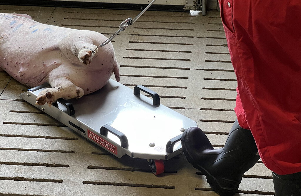 Kadaverwagen für Schweine von Meier Brakenberg