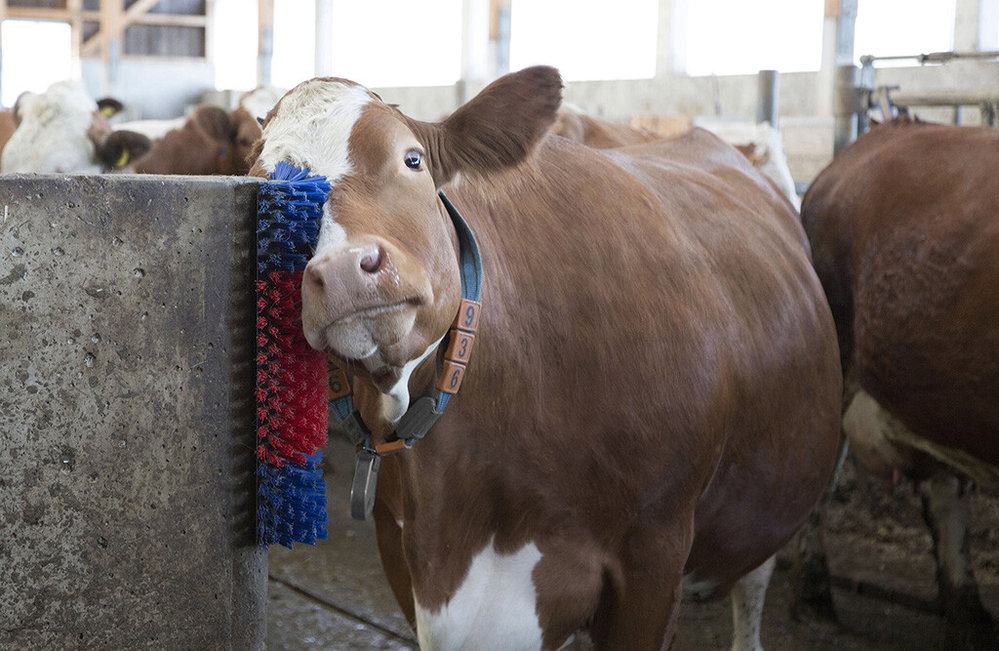 Happy Cow Kuhbürste 