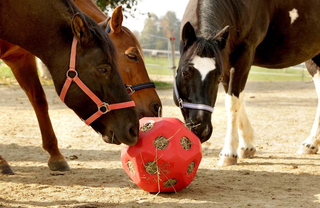 Futterspielball