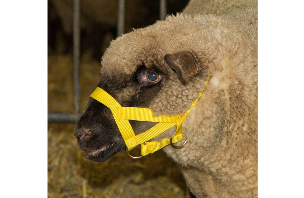 Kopfhalter für Schafe und Widder 
