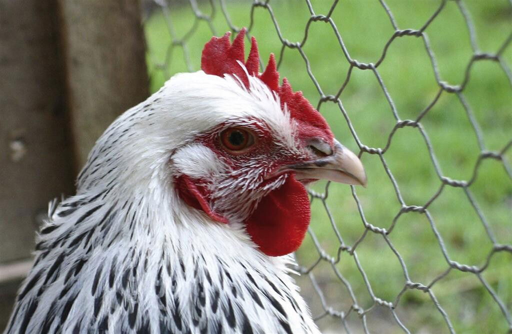 30m Hühnerdraht, Sechskantgeflecht, 90cm Höhe