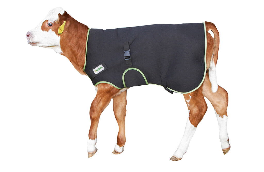 Kälberdecke, Premium