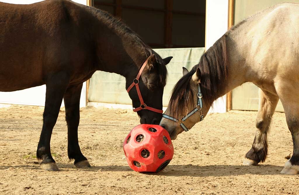 Futterspielball, rot