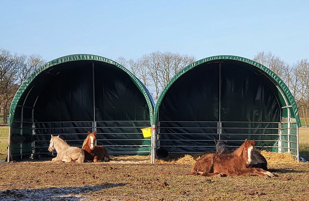 Weidezelt 4x4x3,15m, Weideunterstand mit PVC-Plane, offene Seiten