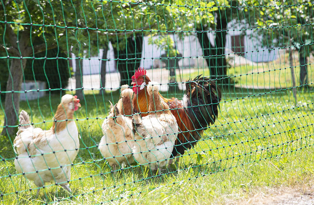 25m Geflügelnetz 106cm, 9x Pfähle, Doppelspitze, elektrifizierbar