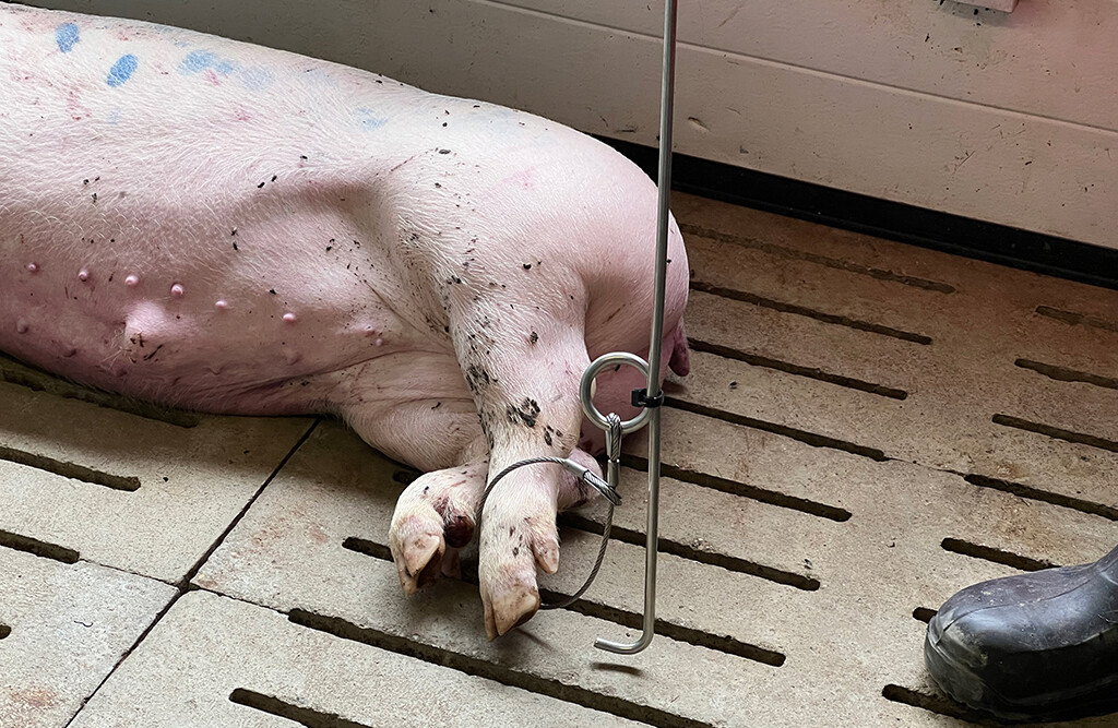 Kadaverwagen für Schweine von Meier Brakenberg