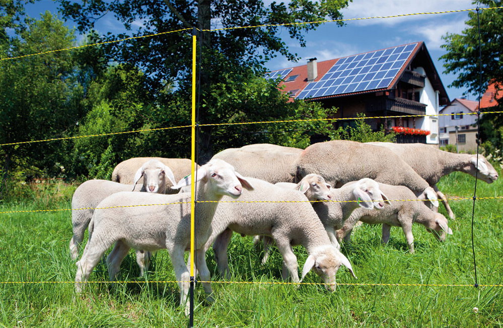 Schafzaun, Easynet 