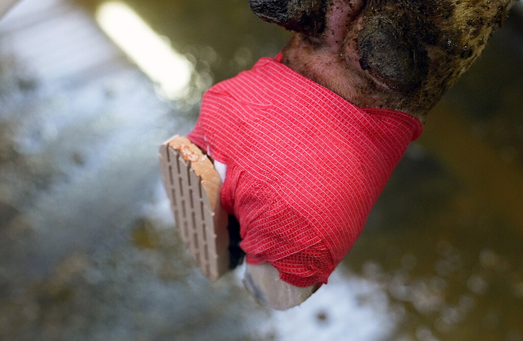Bovi Hufbandage, 12 Rollen. 6 Meter - rot
