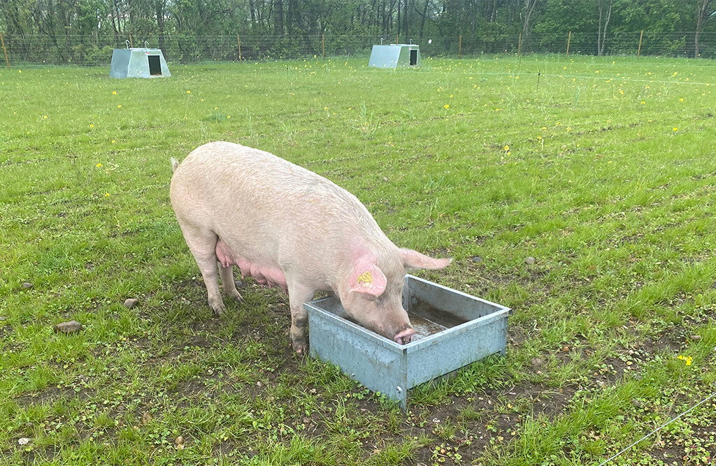 Verzinkte Futter- und Wassertränke, 60 Liter