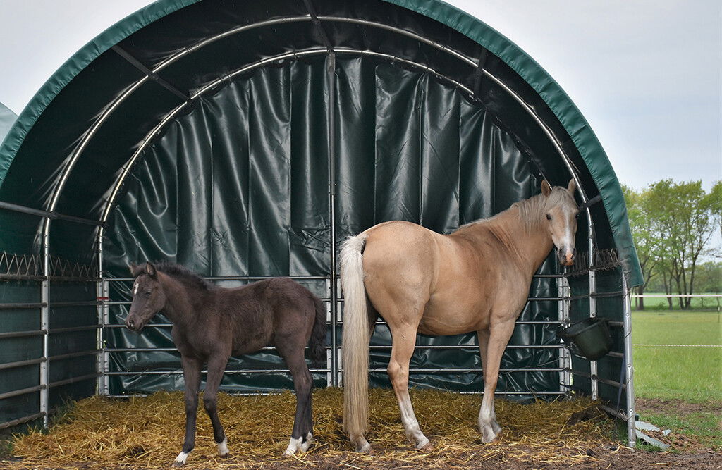 Weidezelt 4x4x3,15m, Weideunterstand mit PVC-Plane, offene Seiten