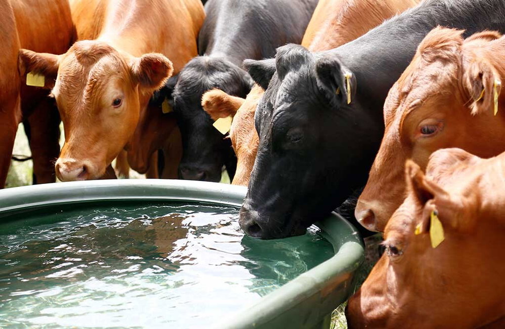Weidetränke 1000 Liter mit Ablauf | KERBL