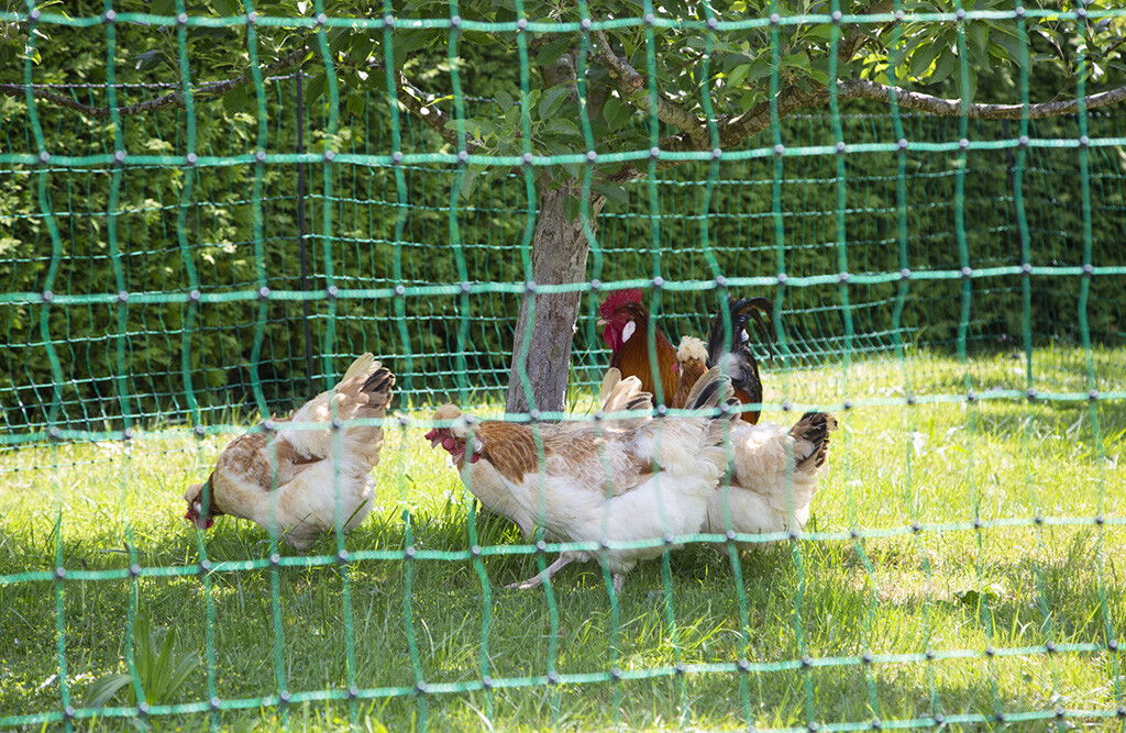 25m Geflügelnetz 106cm, 9x Pfähle, Doppelspitze, elektrifizierbar