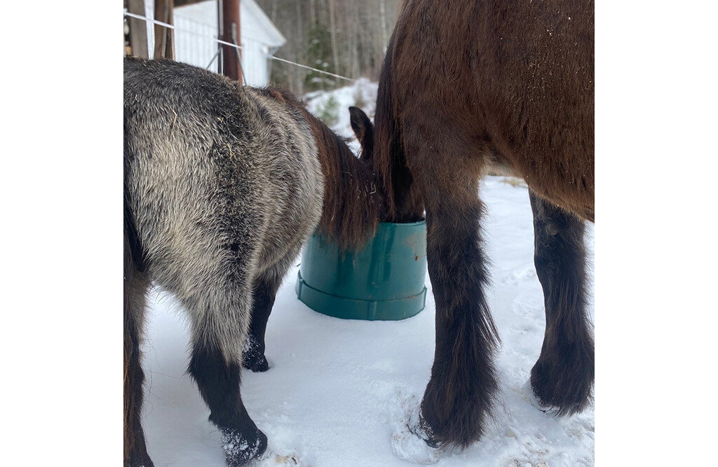 Weidetränke frostsicher 65 Liter, mit Thermostat | MicroFeeder