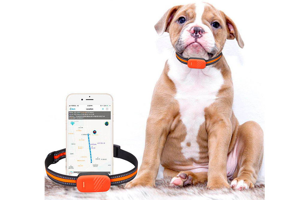 GPS-Tracker für größere Haustiere Hunde ab 10KG