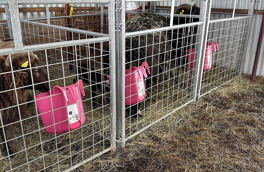 Transportbehälter, pink