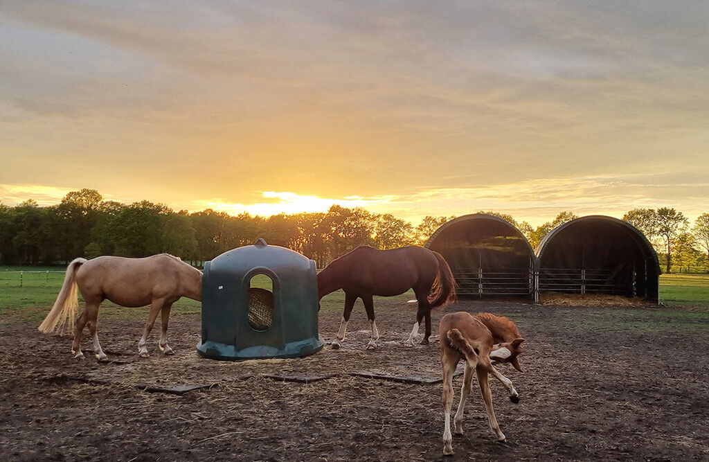 Weidezelt 4x4x3,15m, Weideunterstand mit PVC-Plane, offene Seiten