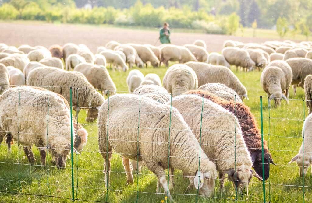 Schafnetz/Schafzaun 