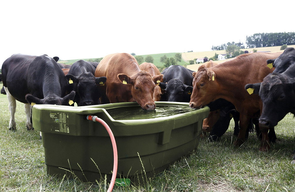 Weidetränke 550 Liter mit Ablauf | KERBL