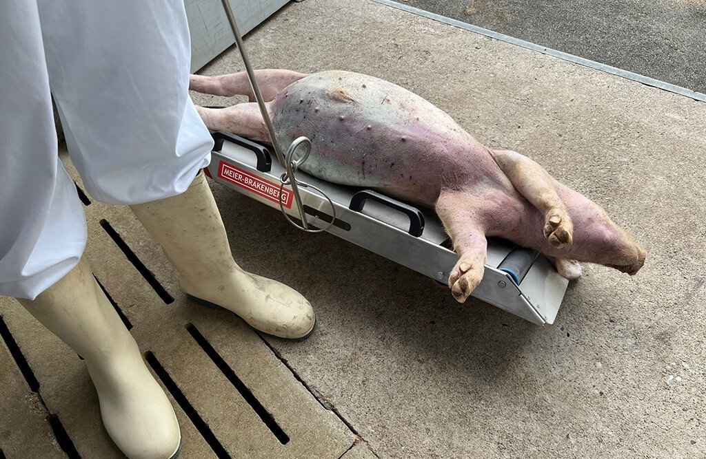 Kadaverwagen für Schweine von Meier Brakenberg