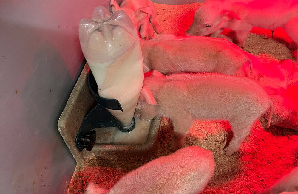 Pig-LET Starterpaket | Best Farm