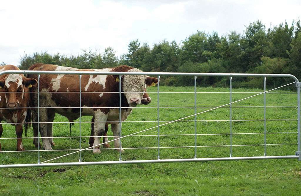 Weidetor feuerverzinkt, Größe Wählbar