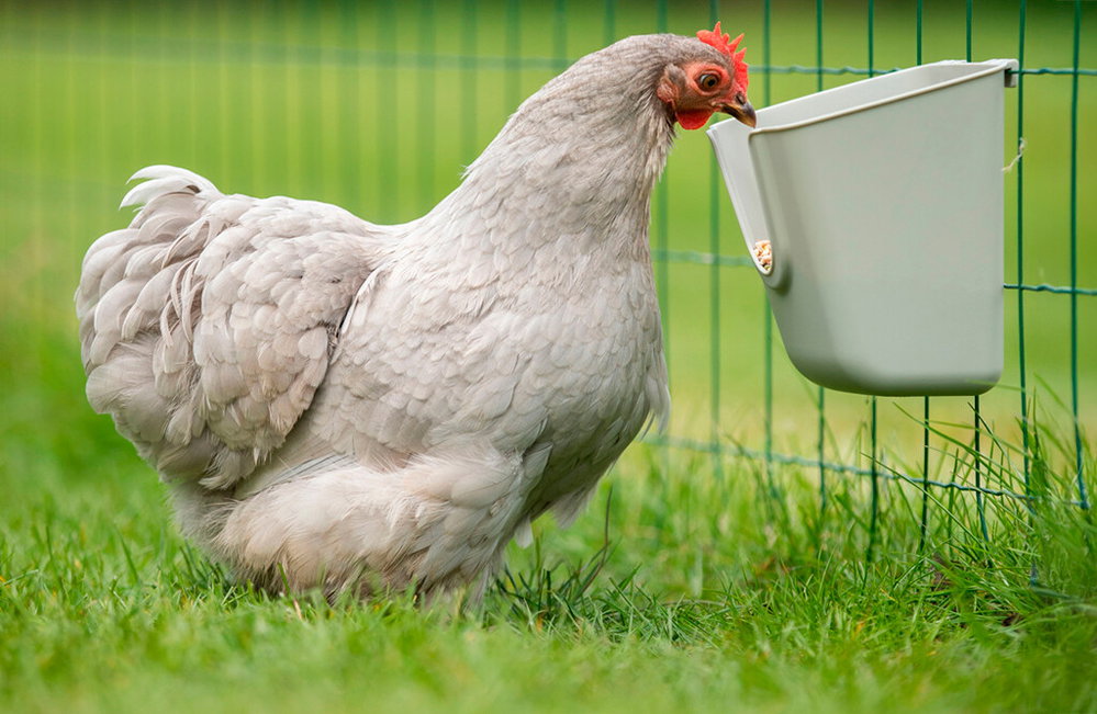 V-Feedr von Olba 0,6 Liter, Futtertrog für Hühner