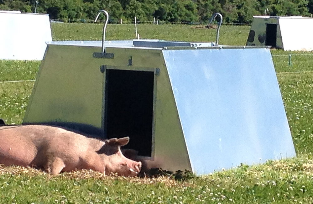 Schweinehütte A-Modell 4,6 m², gedämmt, für Freilandhaltung