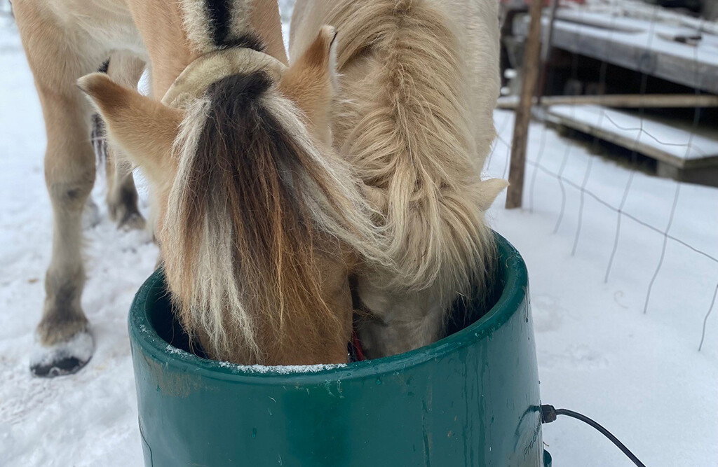 Weidetränke frostsicher 65 Liter, mit Thermostat | MicroFeeder