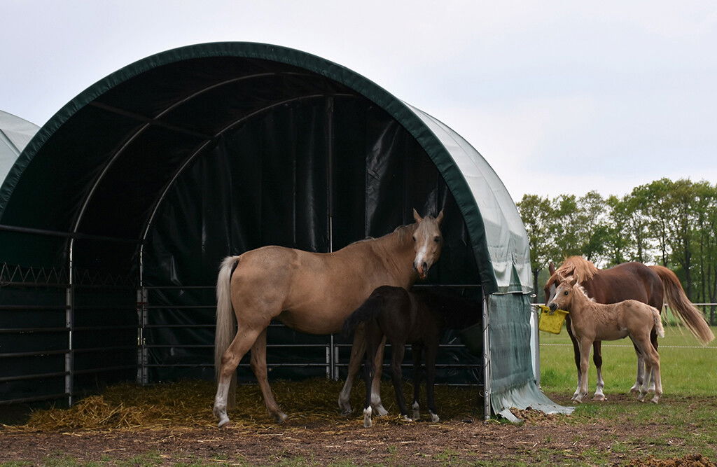 Weidezelt 3x3x2,8m, Weideunterstand mit PVC-Plane, offene Seiten