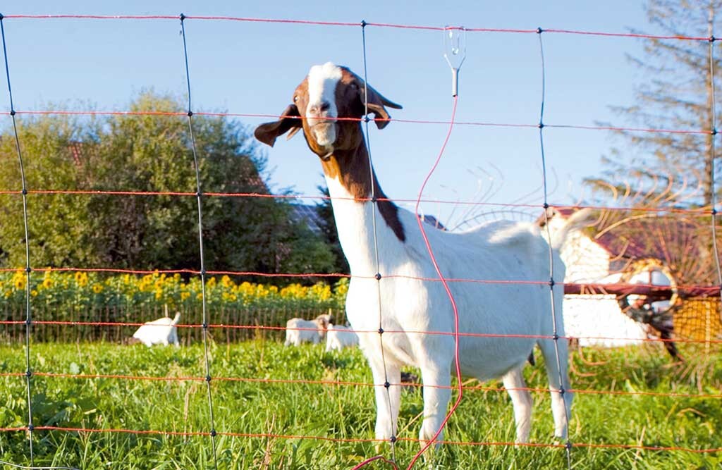 50m TitanNet für Schafe & Ziegen, 14x Pfähle, Einzelspitze, Höhe wählbar