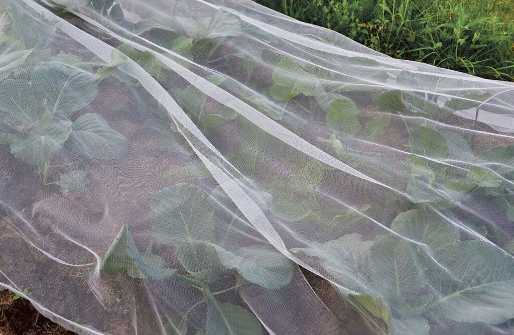 Insektennetz - Krautnetz