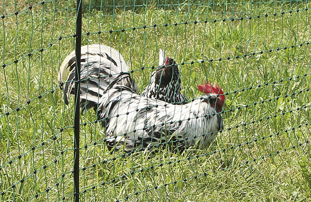25m Geflügelnetz 106cm, 9x Pfähle, Doppelspitze, elektrifizierbar