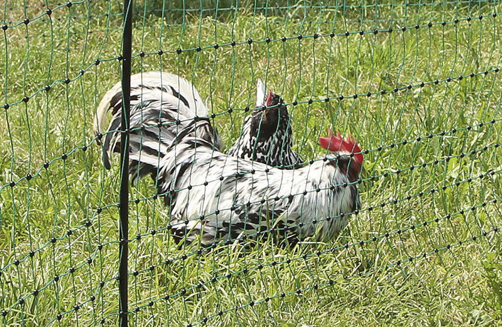 25m Geflügelnetz 106cm, 9x Pfähle, Doppelspitze, elektrifizierbar