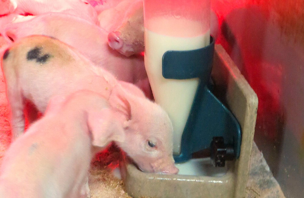 Pig-LET Starterpaket | Best Farm