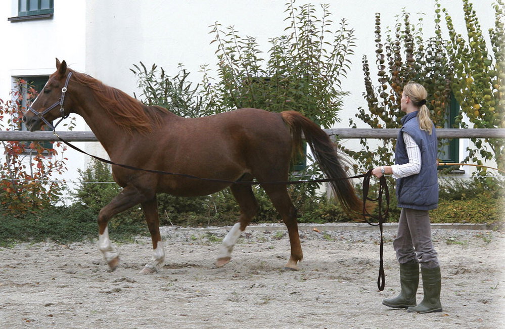Longierleine, 7,5 Meter