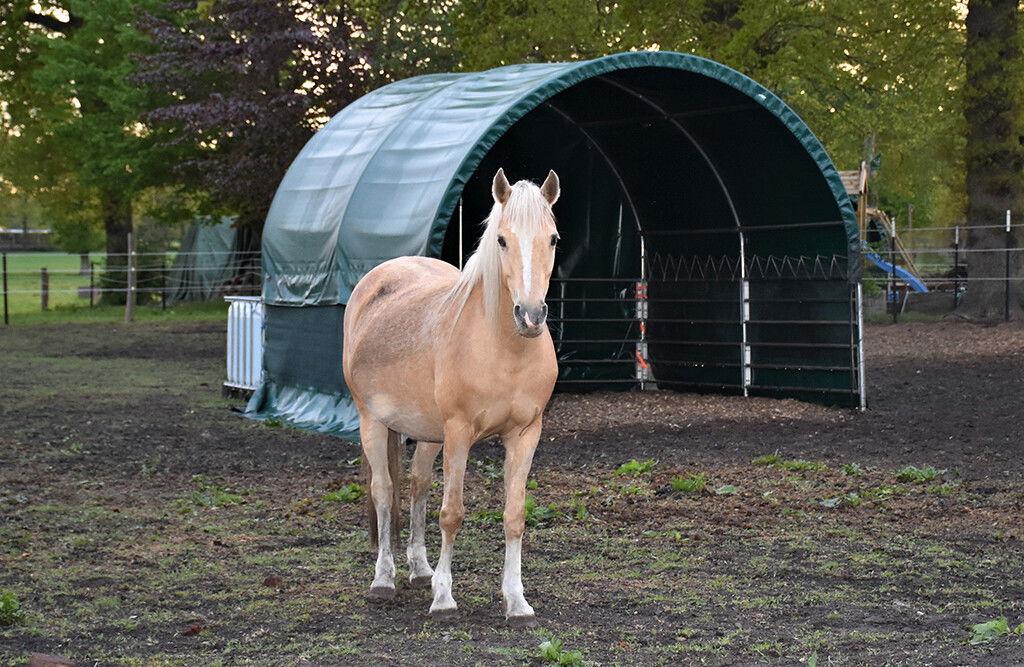 Weidezelt 3x3x2,8m, Weideunterstand mit PVC-Plane, offene Seiten