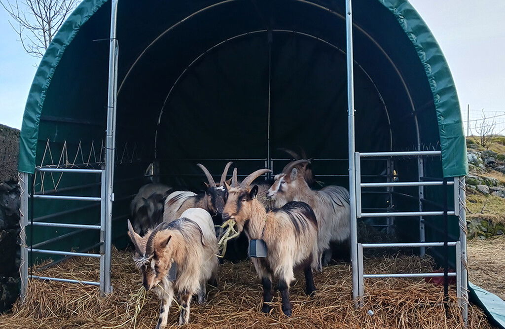 Weidezelt 3x3x2,8m, Weideunterstand mit PVC-Plane, offene Seiten