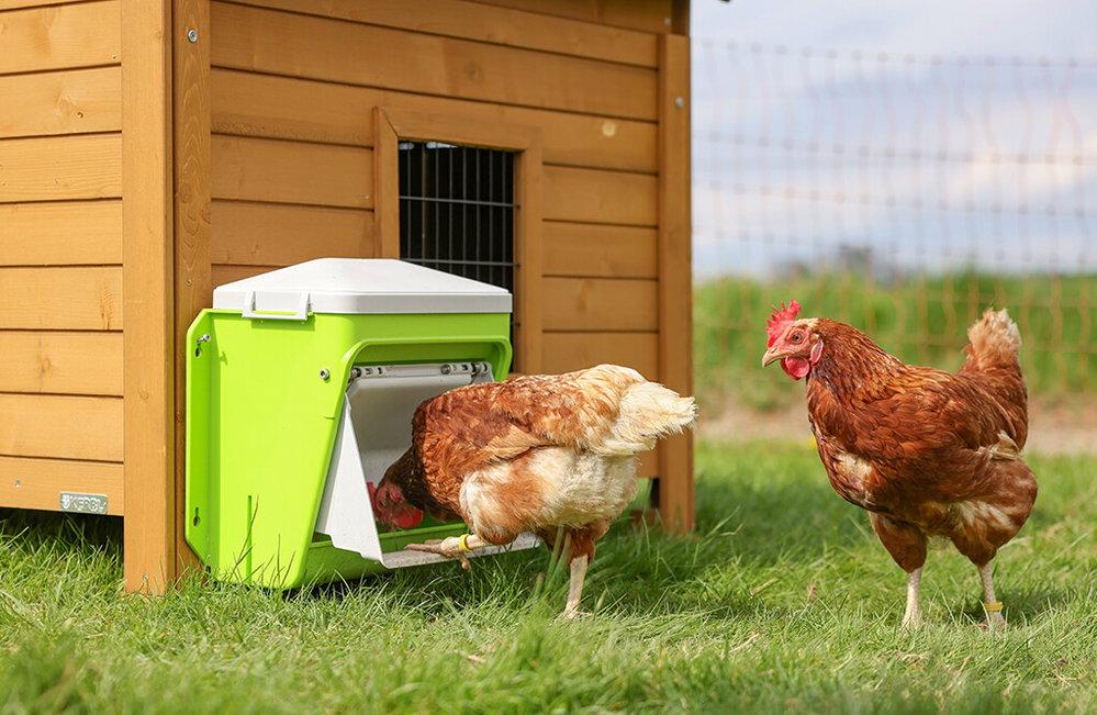 Automatischer Futterautomat für Hühner - SmartCoop