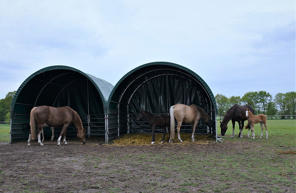 Weidezelt 4x4x3,15m, Weideunterstand mit PVC-Plane, offene Seiten