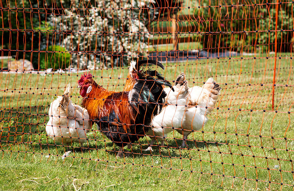 KERBL 50m Geflügelnetz 106cm, 15 Pfähle, 1 Spitze, elektrifizierbar 
