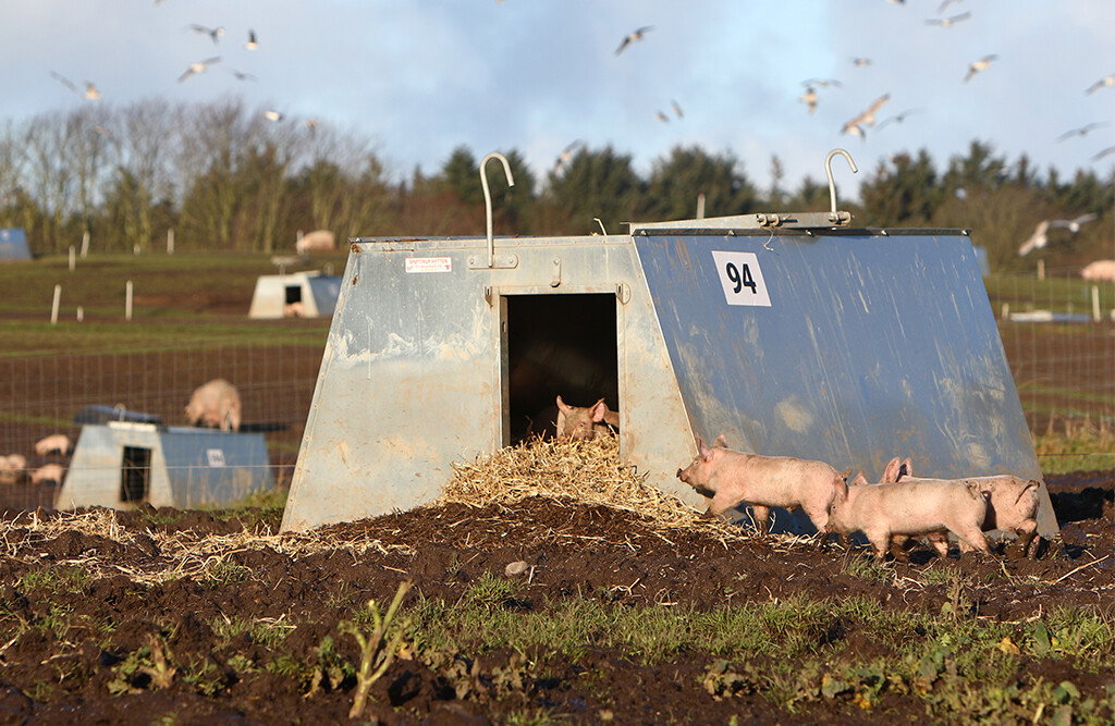 Schweinehütte A-Modell 4,6 m², gedämmt, für Freilandhaltung