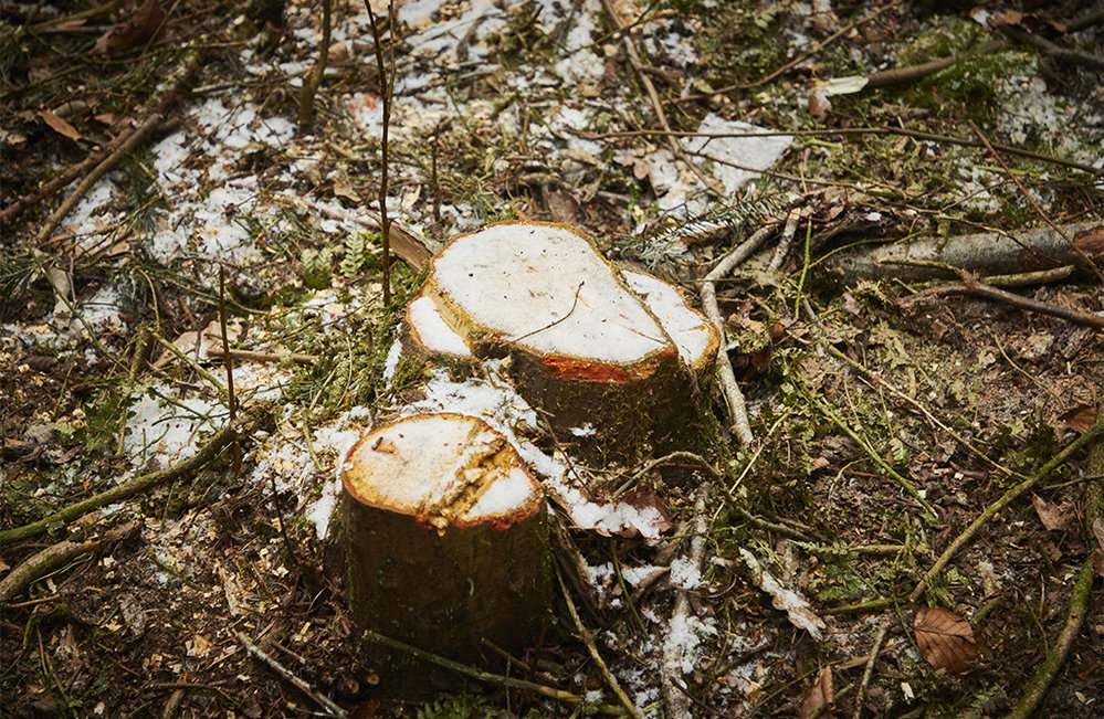 Stubbenfräse Zapfwelle, Baumstumpffräse für Traktor | ROTH